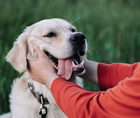 dog bites